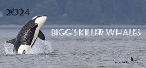 Bigg's Killer Whales (Surface Active)