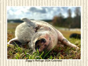 Ziggy's Refuge 2024 Calendar