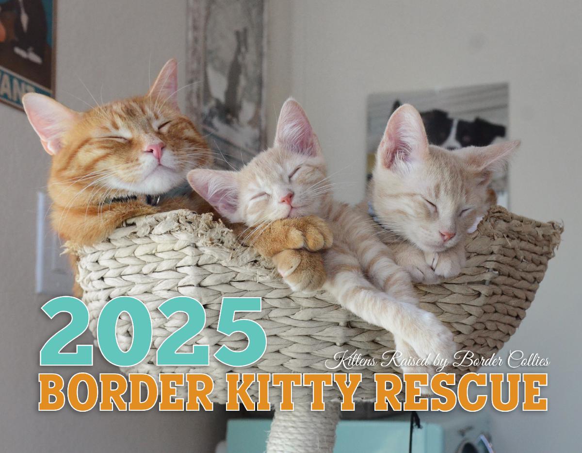 Border Kitty Rescue 2025