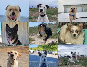 2025 Dog Calendar - ACPR