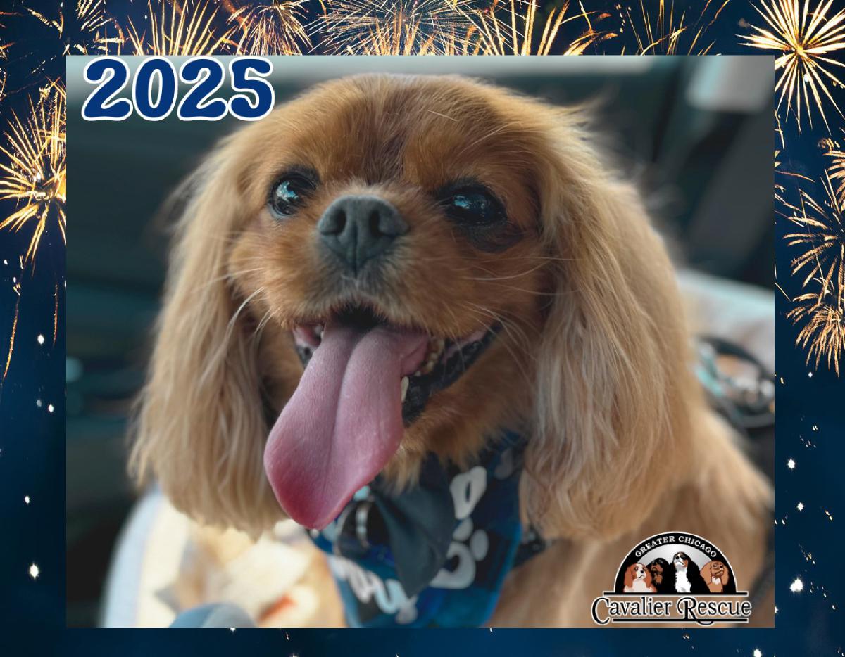 Greater Chicago Cavalier Rescue 2025 Calendar