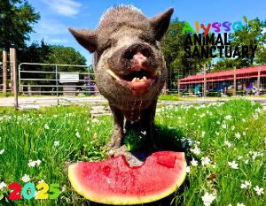 Alyssa's Animal Sanctuary 2025 Pig Calendar