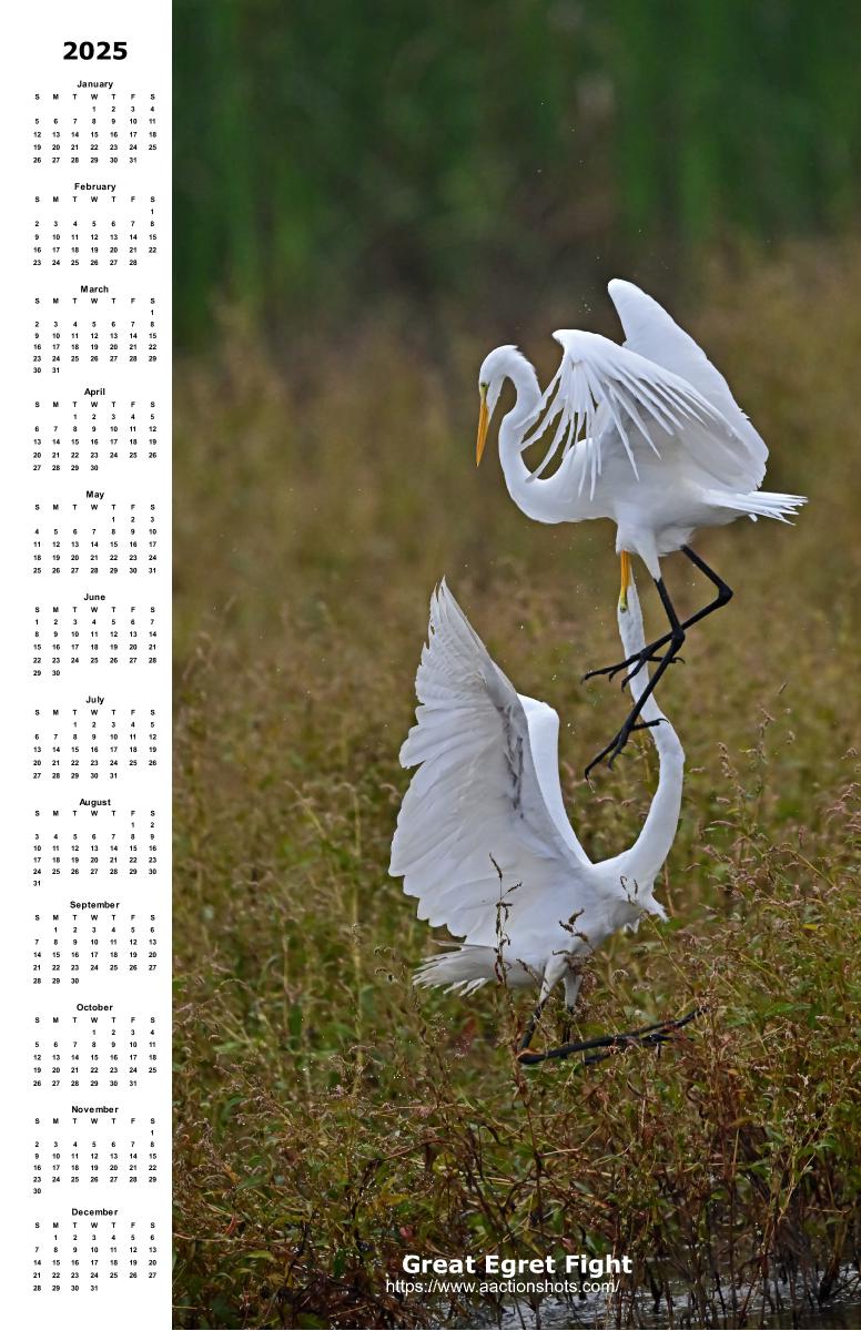 Great Egret  Fight - Calendar 2025