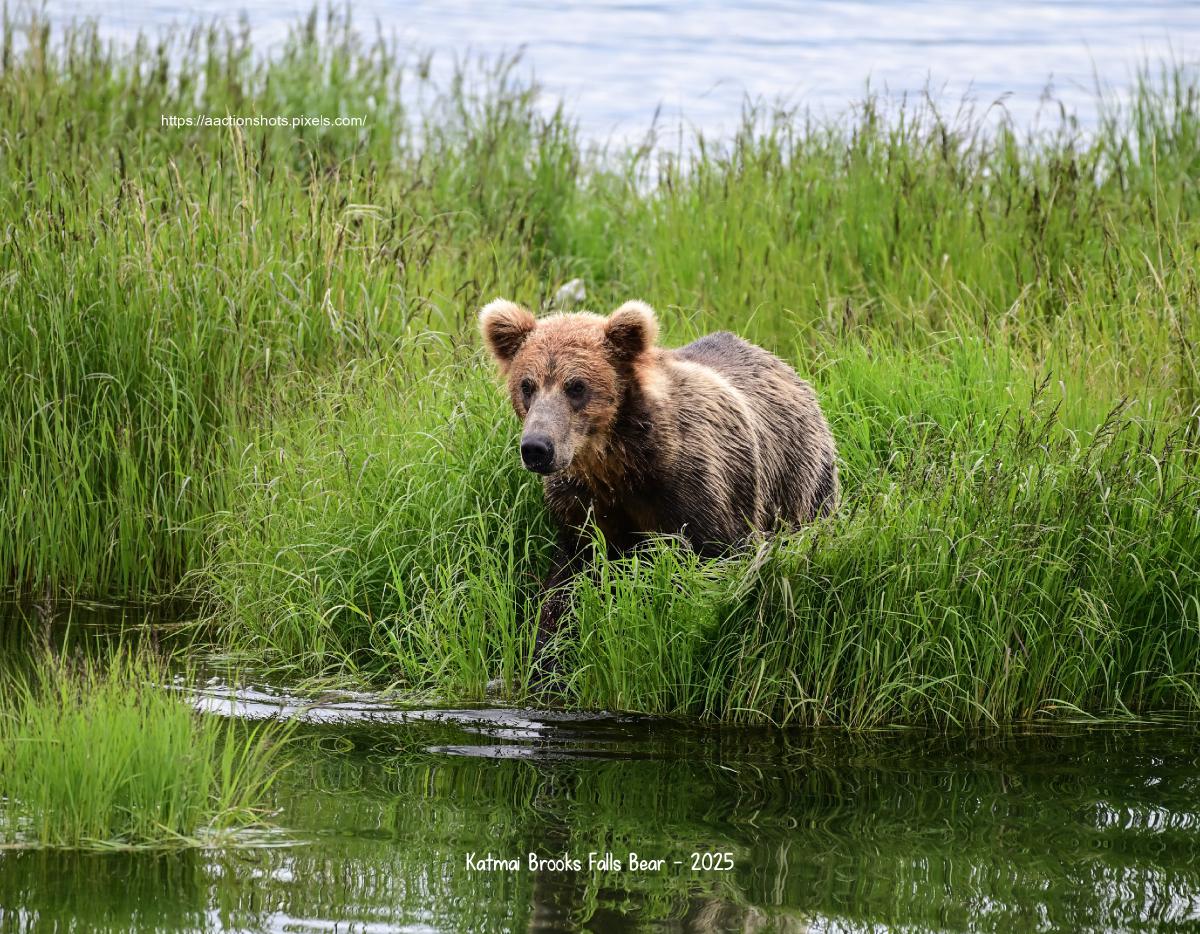 Katmai Brooks Falls Bears - 2025