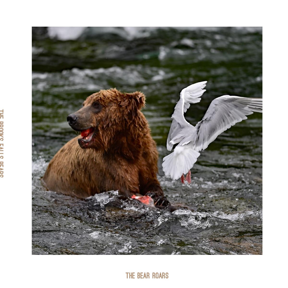 Katmai Brooks Falls Bears Photo Book