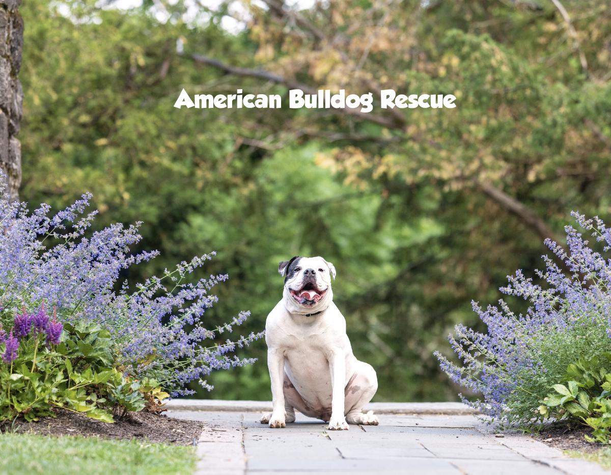 American Bulldog Rescue 2025 Calendar