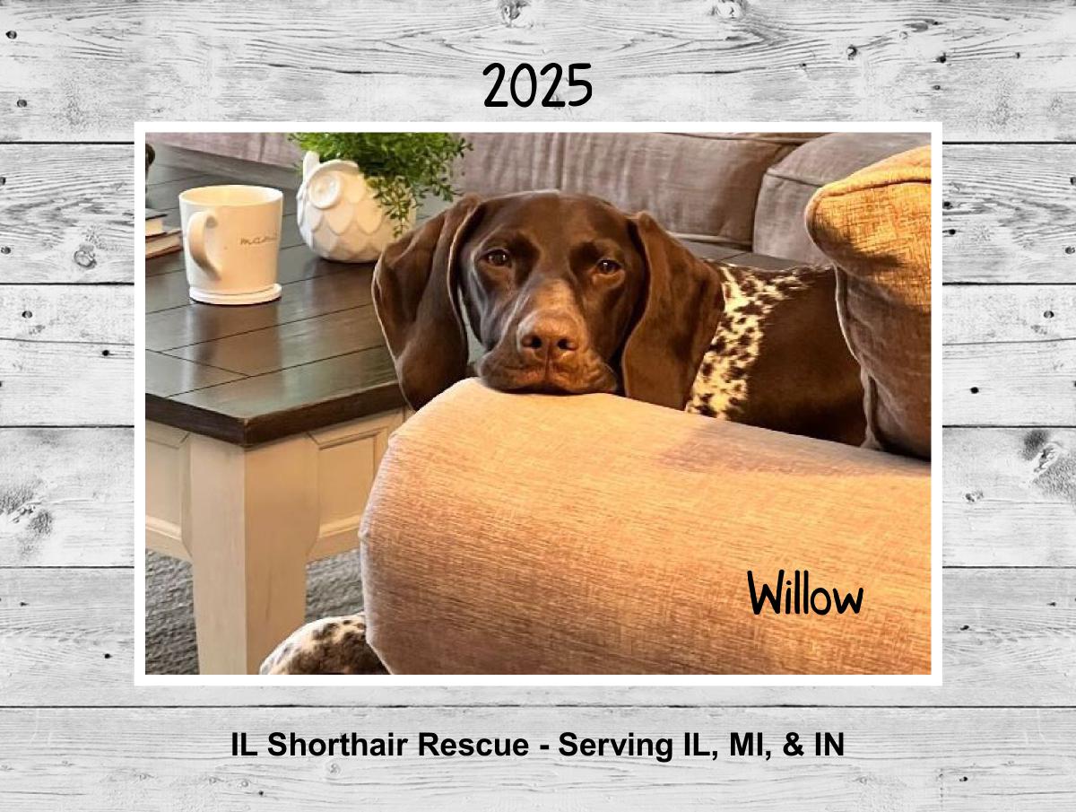 IL Shorthair Rescue 2025 Calendar