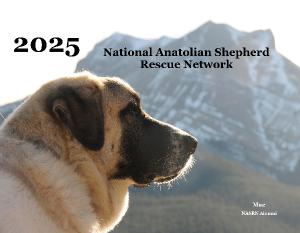 Anatolian Shepherd Rescue  2025 Calendar