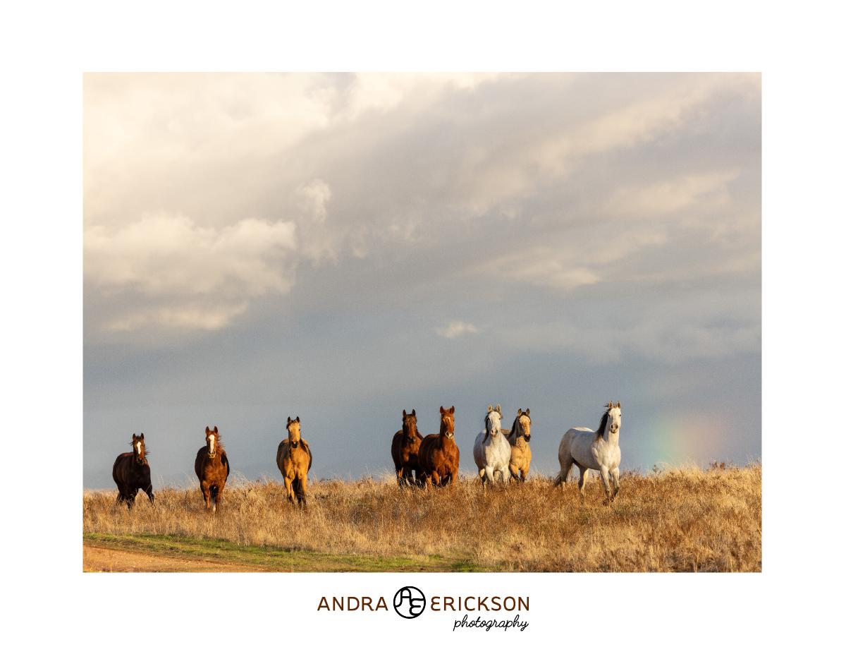 Andra Erickson Photography 2025 Calendar