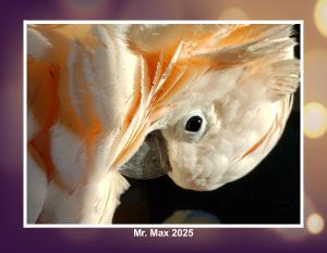 Mr. Max 2025 Calendar