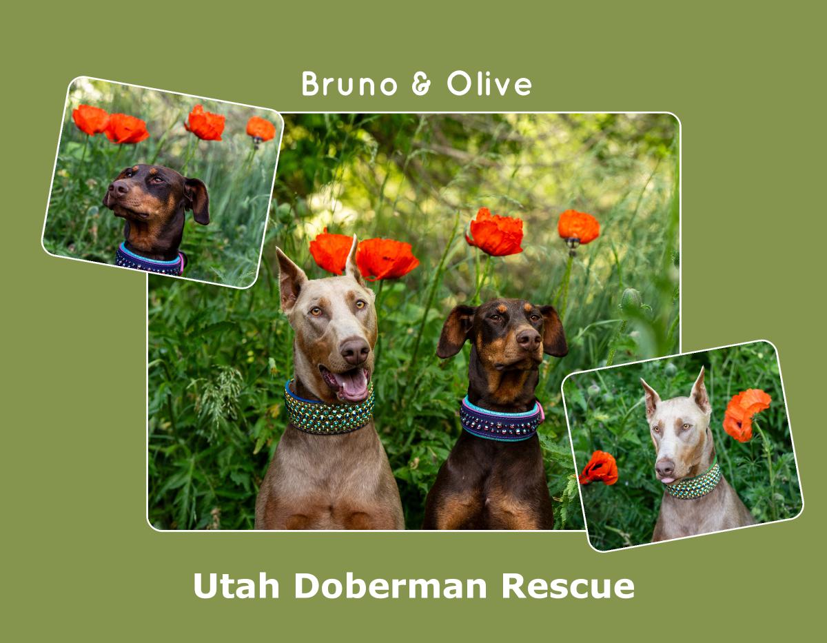 Utah Doberman Rescue 2025 Calendar