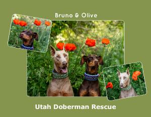 Utah Doberman Rescue 2025 Calendar