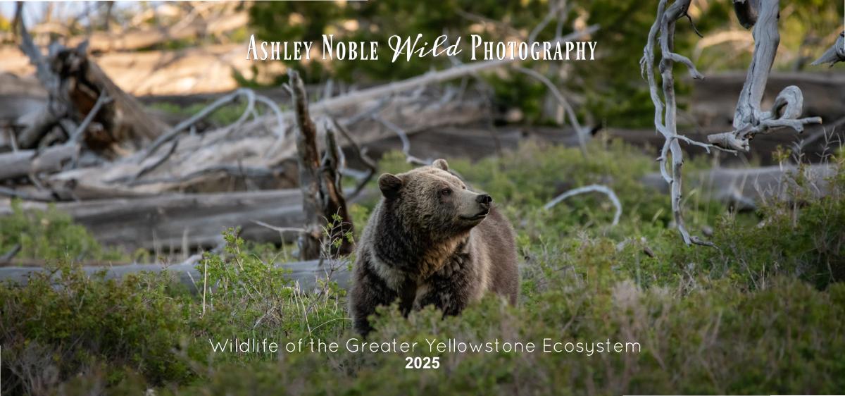 2025 Wildlife Desk Calendar