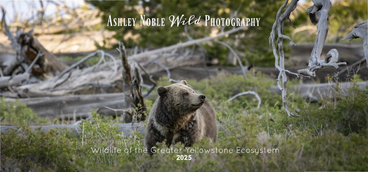 2025 Wildlife Desk Calendar