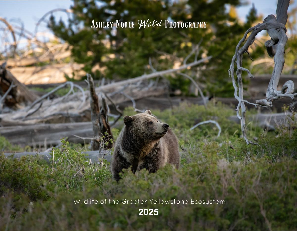 2025 Wildlife Wall Calendar