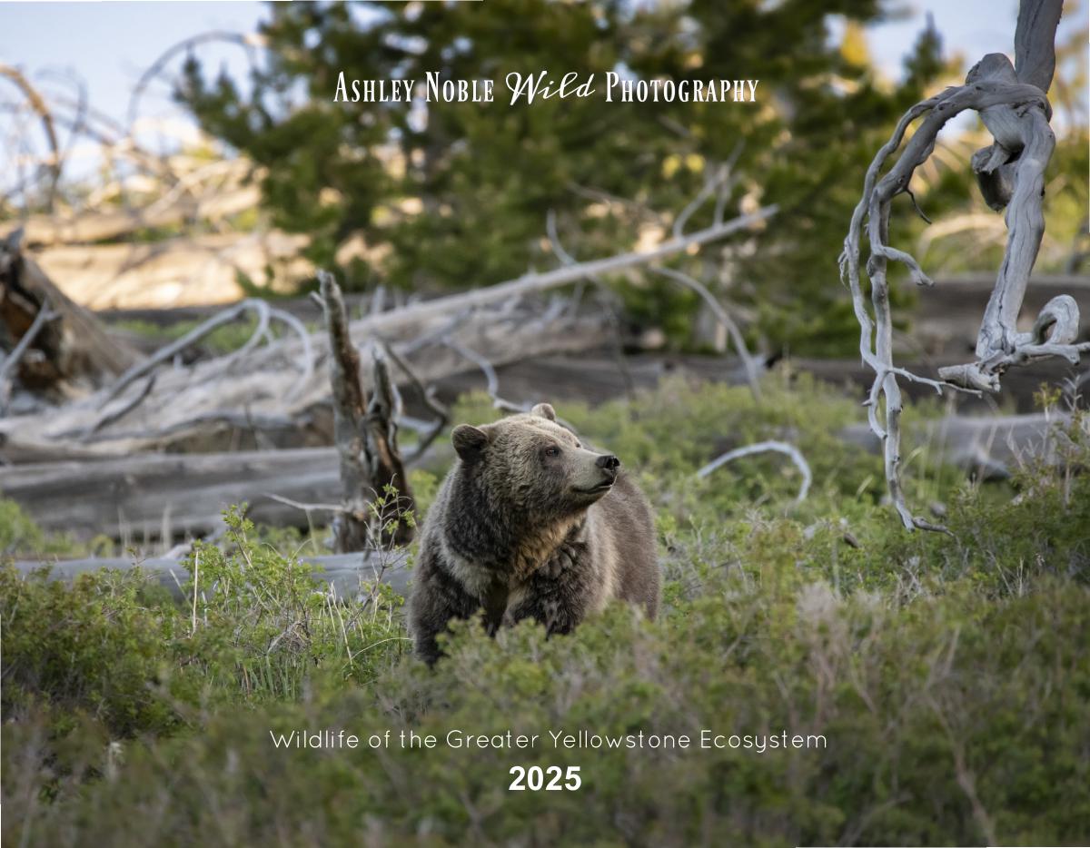 2025 Wildlife Wall Calendar