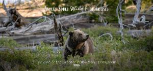 2025 Wildlife Desk Calendar