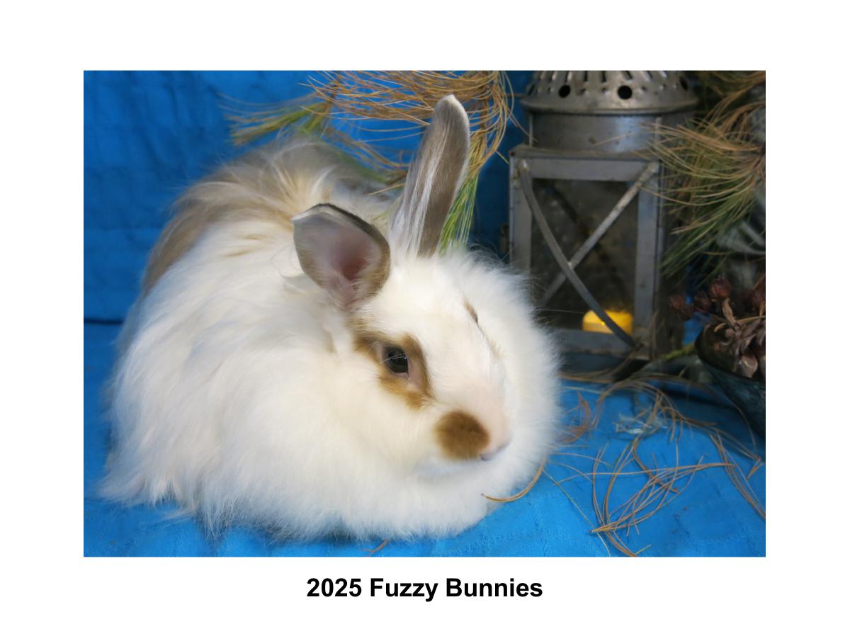 2025 Fuzzy Bunnies