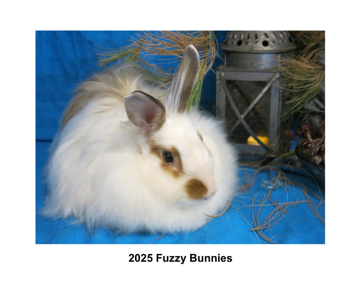 2025 Fuzzy Bunnies