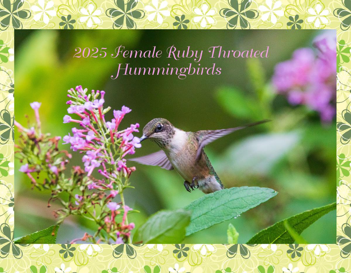 2025 Female Ruby Throated Hummingbirds