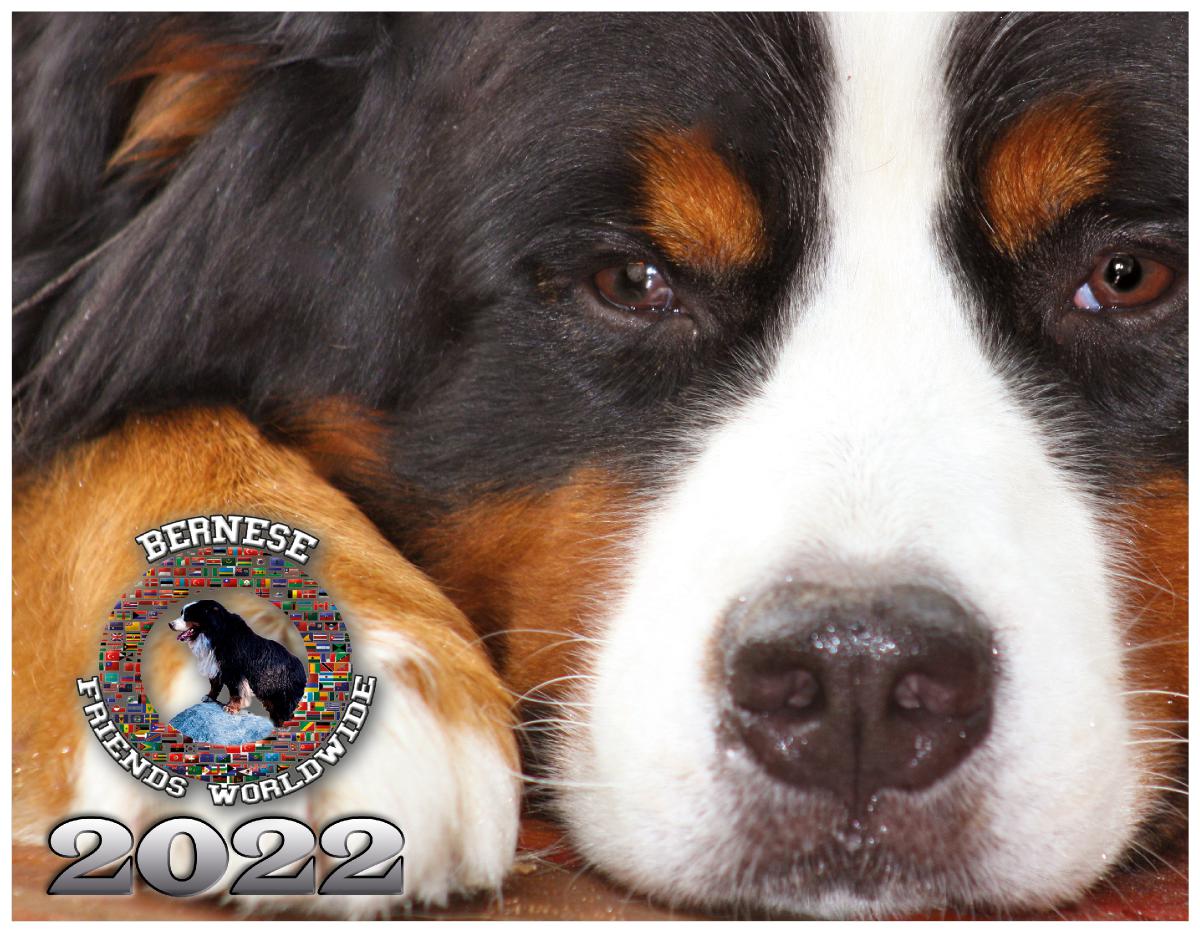 Bernese Friends Worldwide Calendar 2022 | Create Photo Calendars