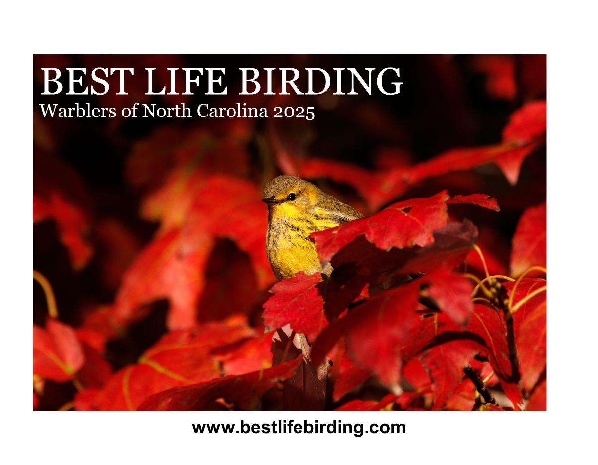 Best Life Birding North Carolina Warblers 2025