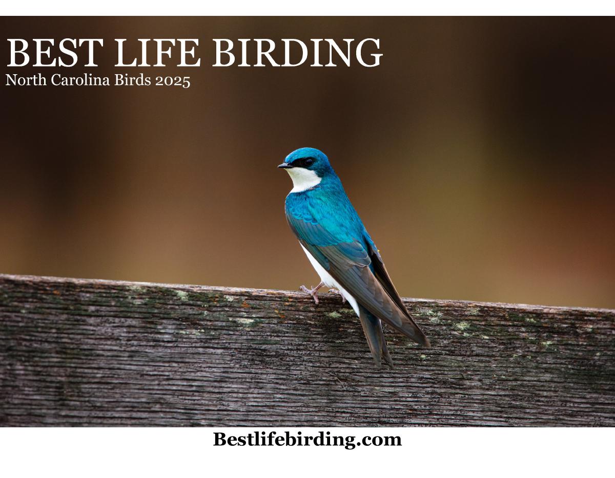 Best Life Birding North Carolina Birds 2025