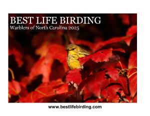 Best Life Birding North Carolina Warblers 2025