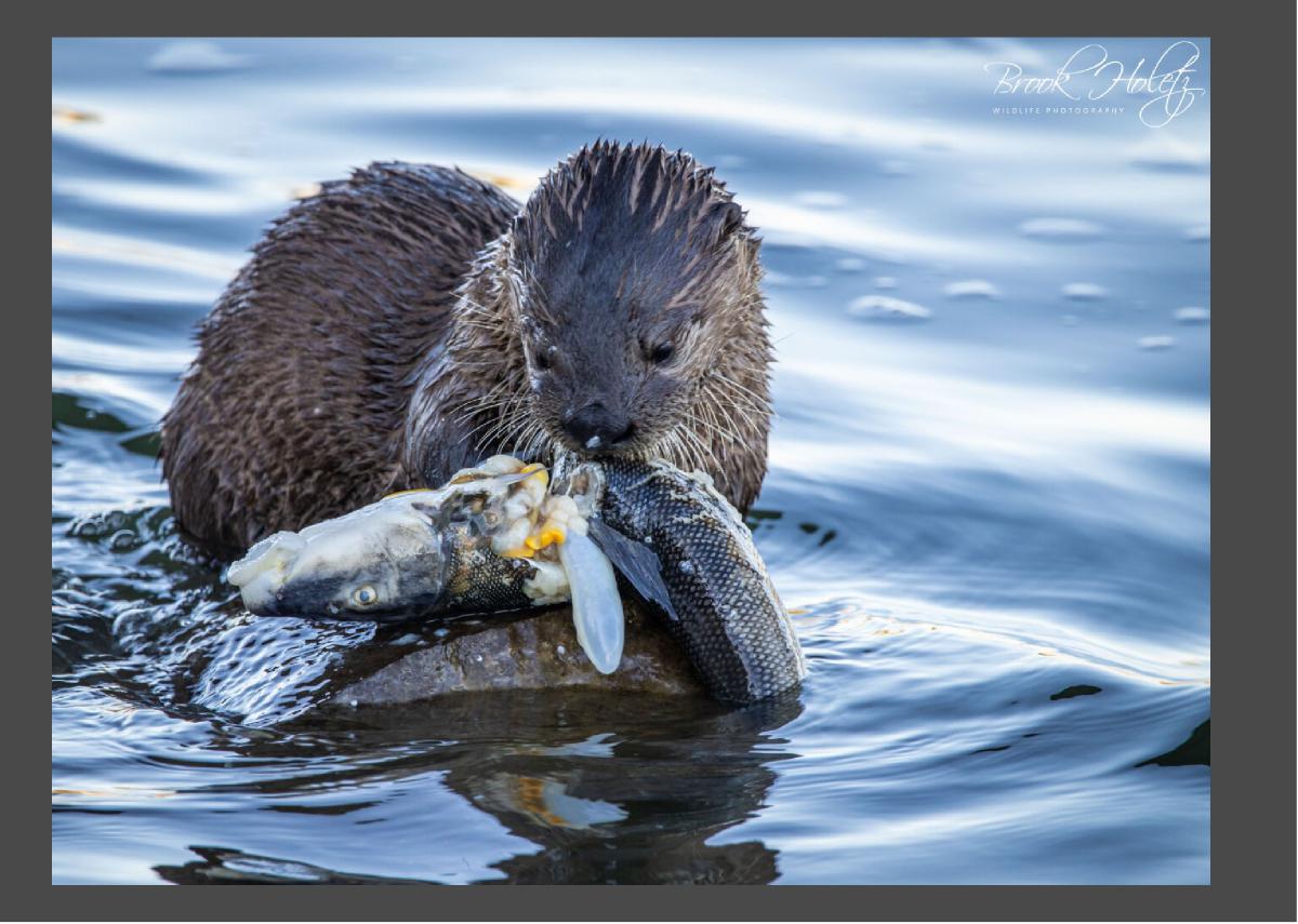 River Otter Eating Card