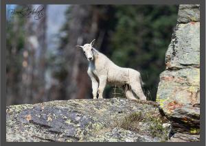 Mountain Goat Card