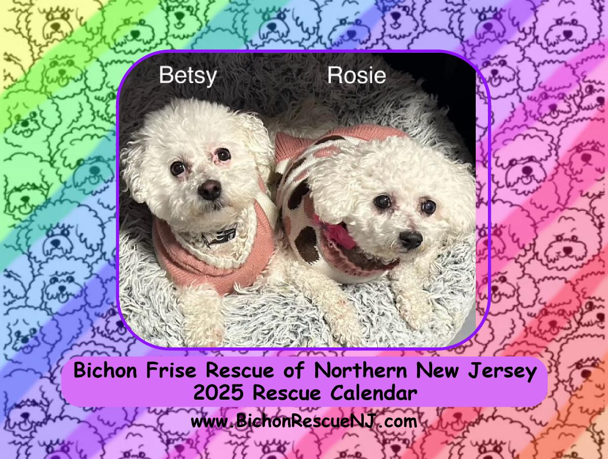 2025 Bichon Frise Rescue Calendar