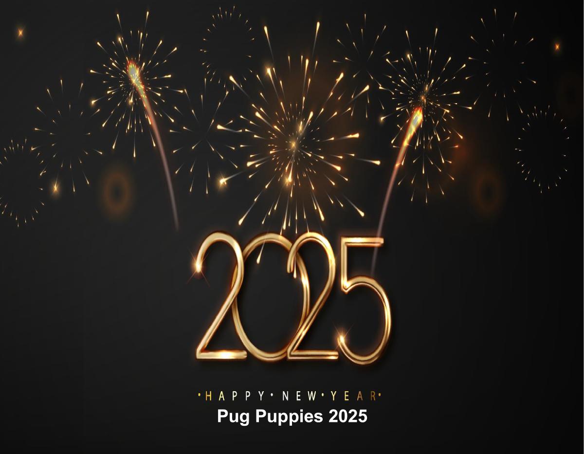 Pug Puppies 2025