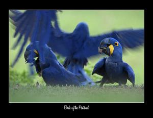 2025 Birds of the Pantanal Conservation Calendar