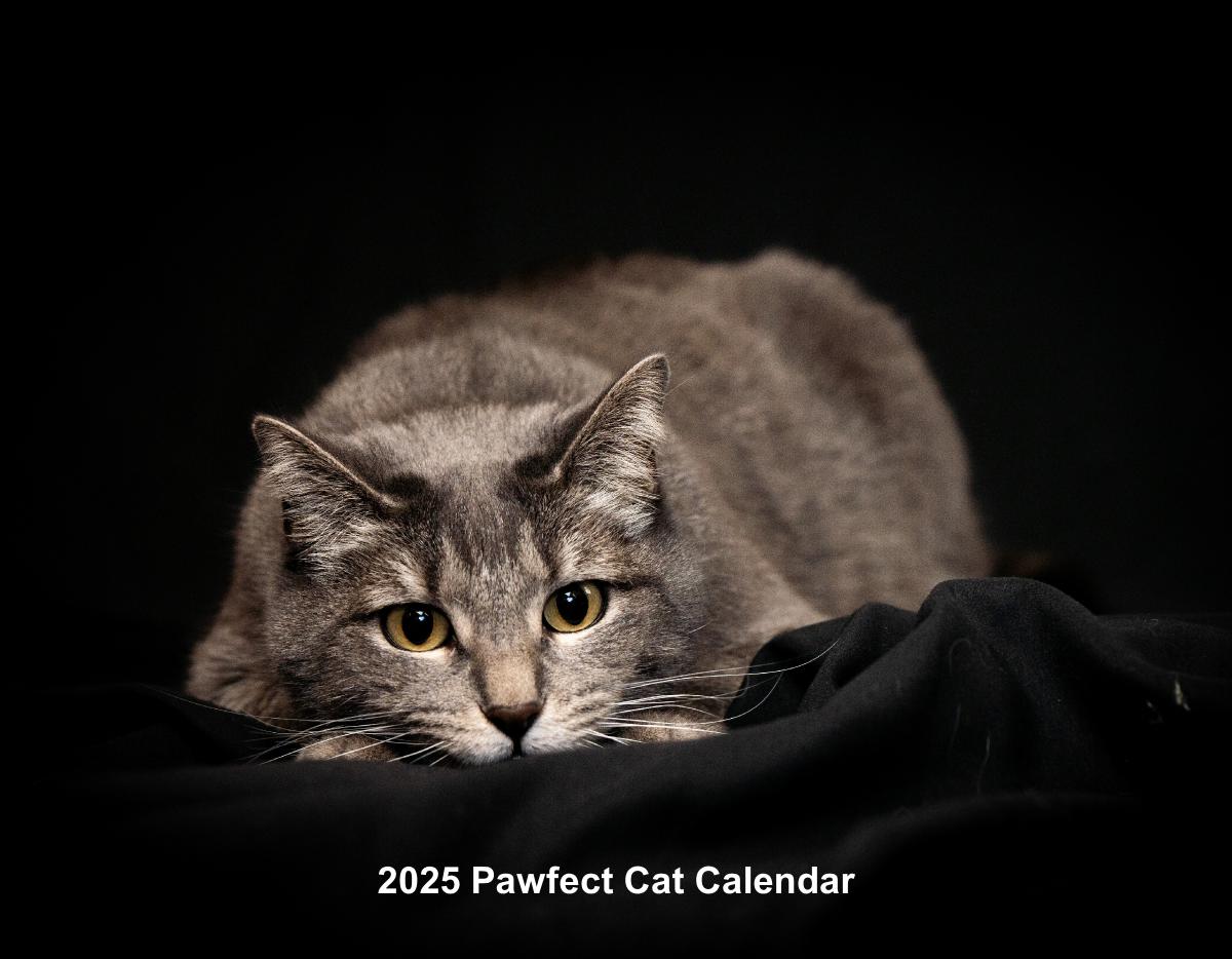 2025 Cat Wall Calendar