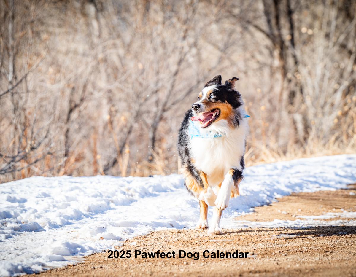 2025 Pawfect Photo Moments Dog Calendar