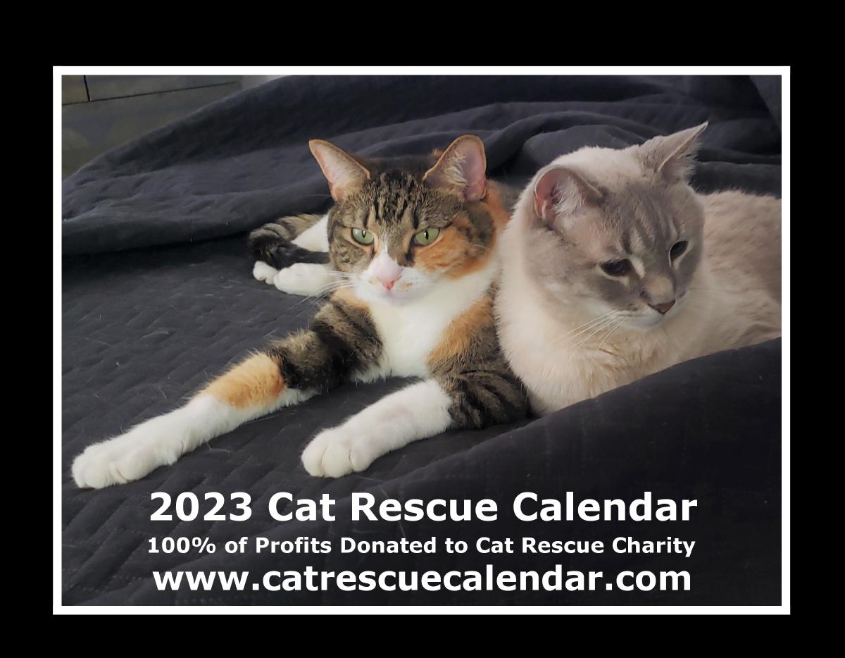 2023 Cat Rescue Calendar Create Photo Calendars