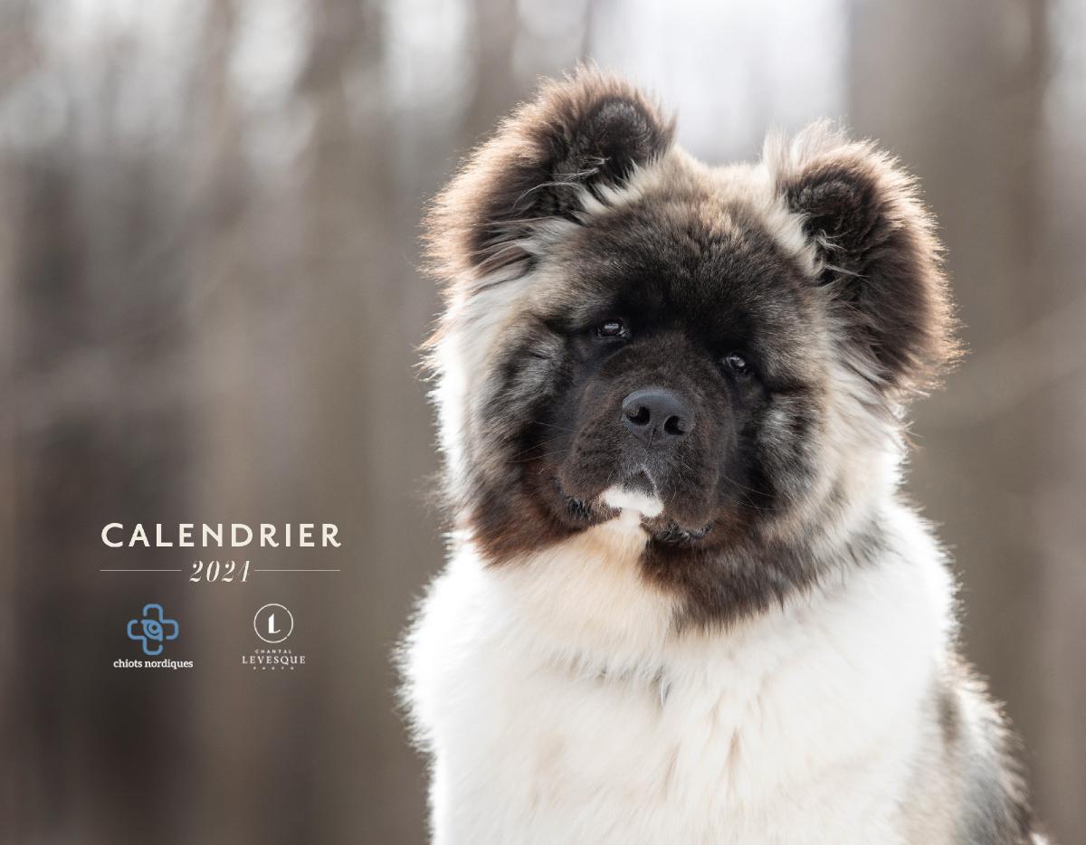 Calendrier 2024 - Chiots Nordiques et CL Photo