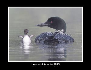 Loons of Acadia 2025