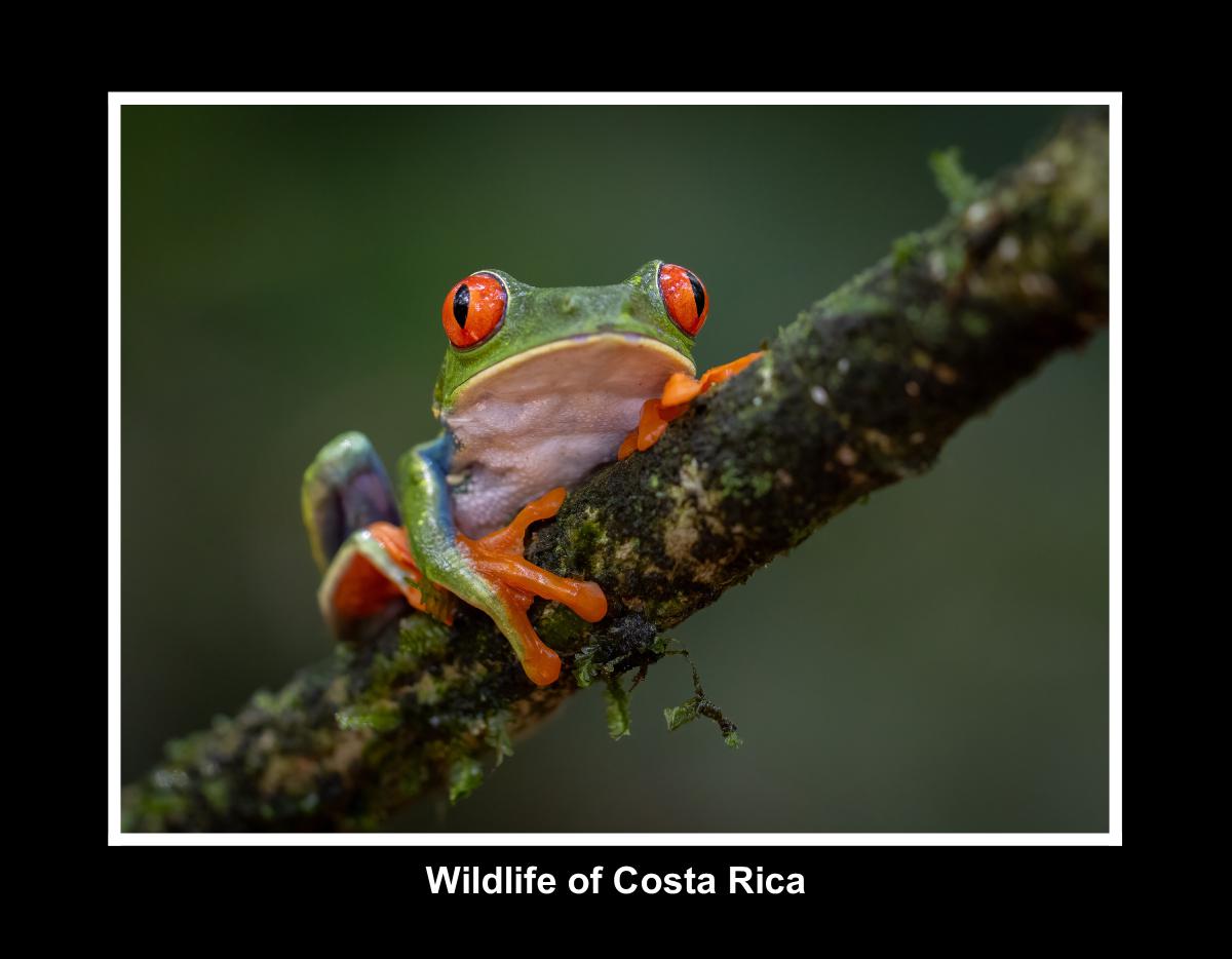 Wildlife of Costa Rica