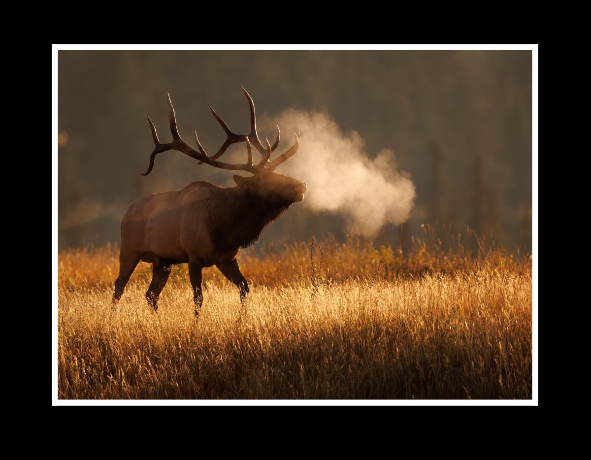 Elk Rut Calendar