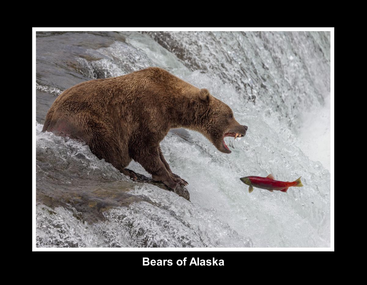 Bears of Katmai Alaska