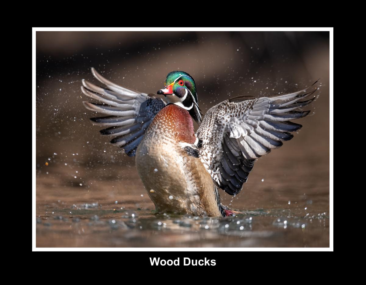 Wood Duck Calendar