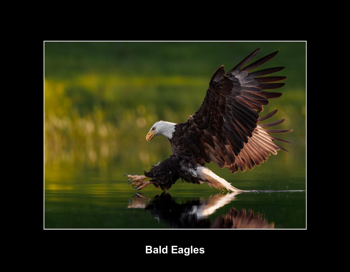 Bald Eagles Calendar