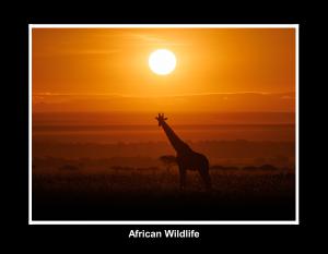 African Wildlife