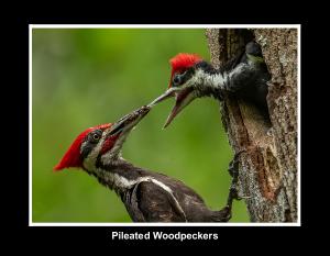 Pileated Woodpecker Calendar