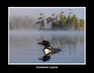 Common Loon Calendar