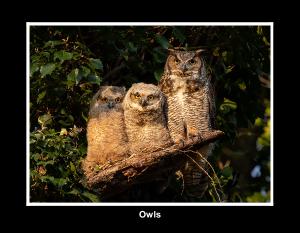 Owls of North America