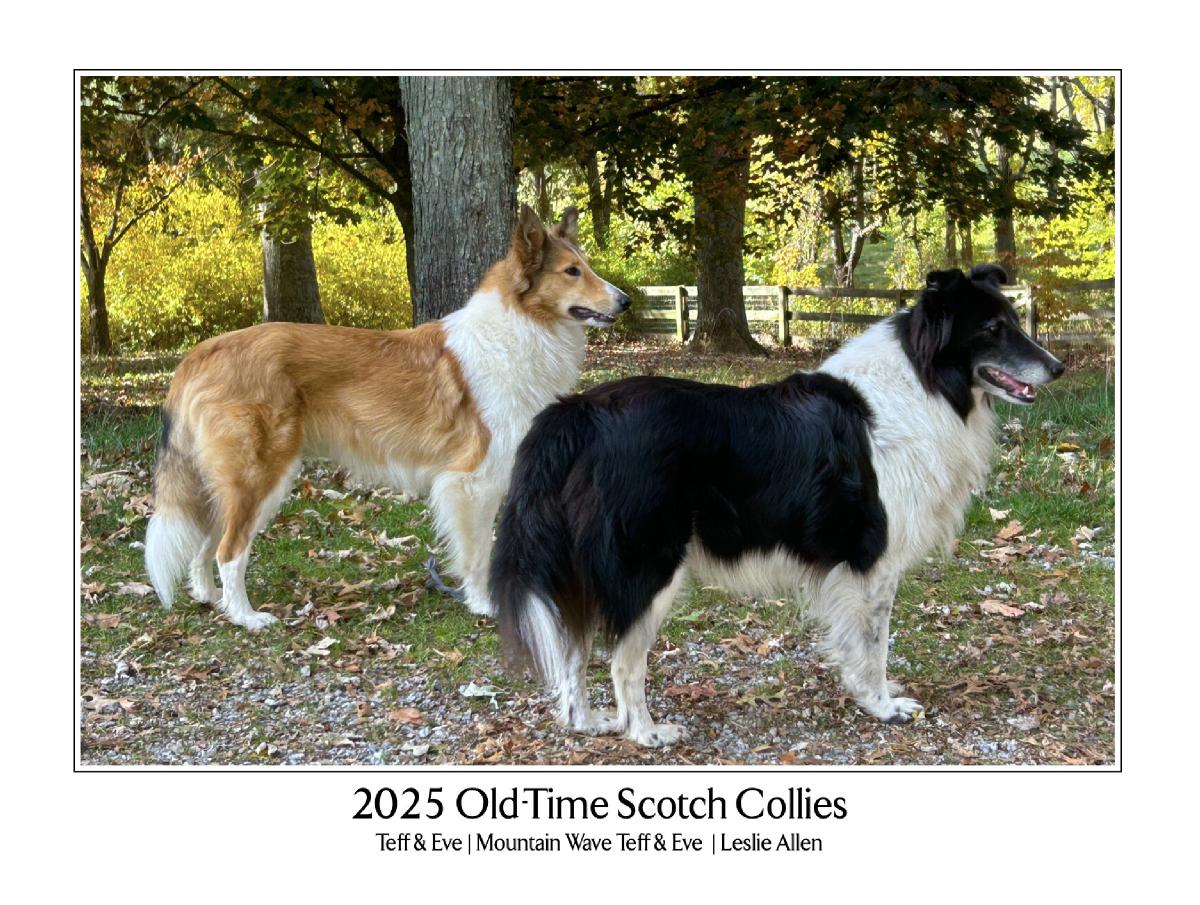 2025 Old-Time Scotch Collie Calendar