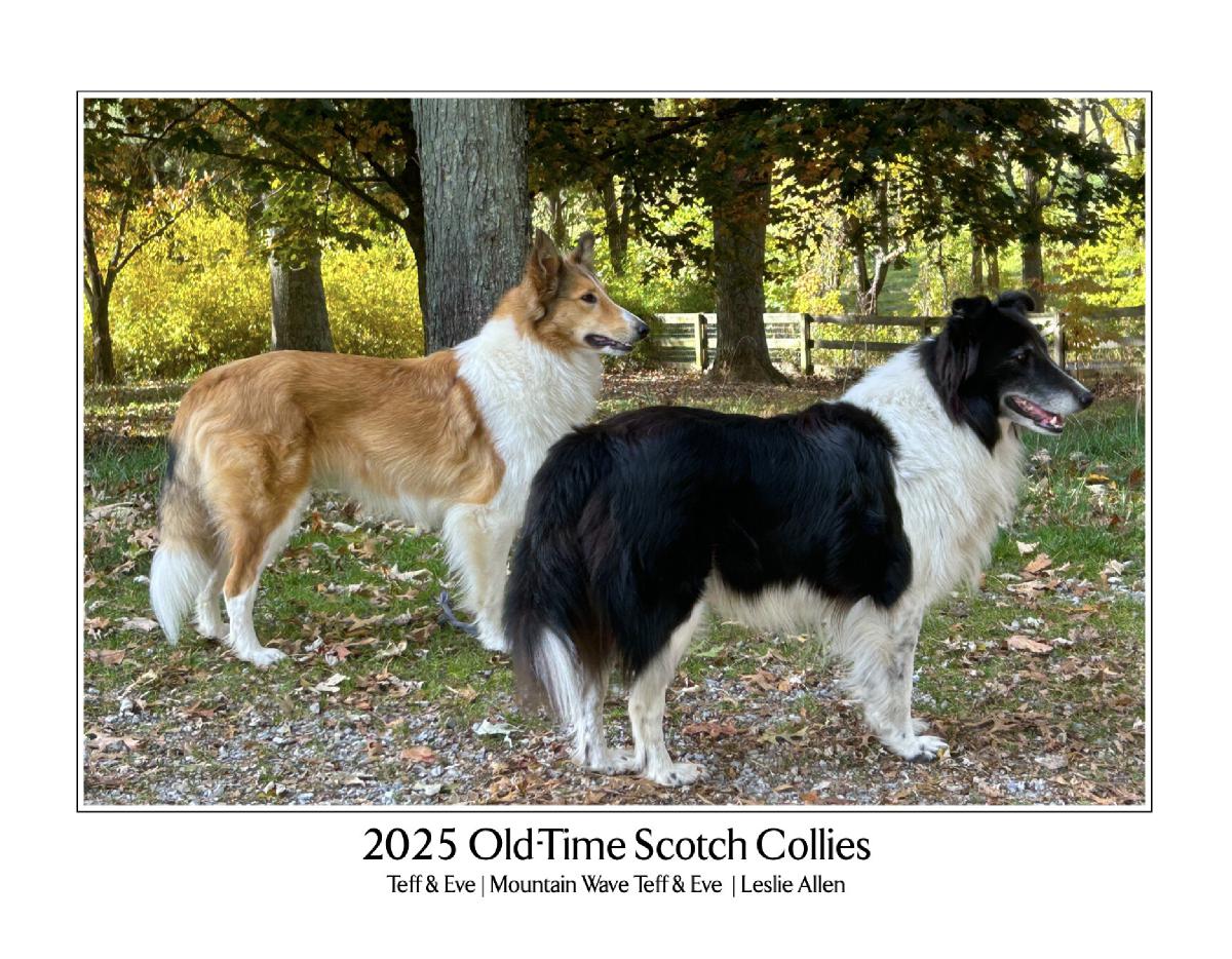 2025 Old-Time Scotch Collie Calendar