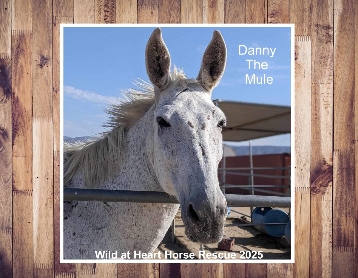 Wild at Heart Horse Rescue 2025